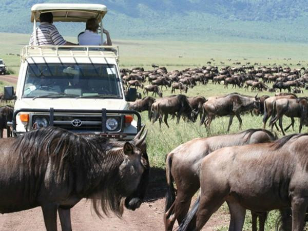 Wildlife Kenya Safaris - Day Trips-蒙巴萨必去景点