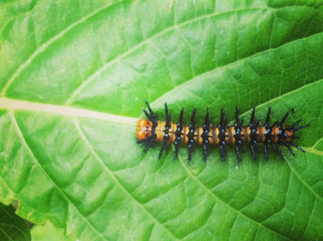 Spirogyra Butterfly Garden景点图片