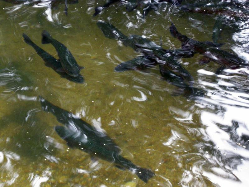 Wilderness Springs Trout Farm-New London必去景点