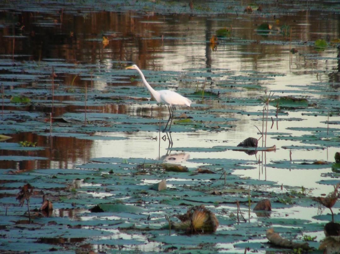 de la Houssaye's Swamp Tours景点图片