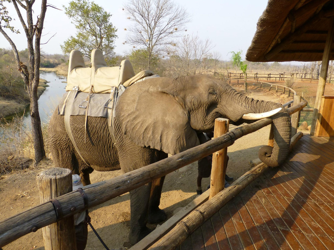 Wild Horizons Elephant Sanctuary景点图片