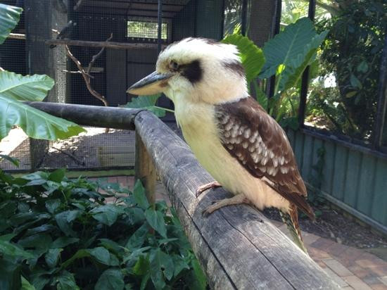 Daintree Wild Bed and breakfast-Daintree必去景点