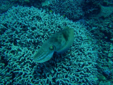 Reef Experience-凯恩斯必去景点