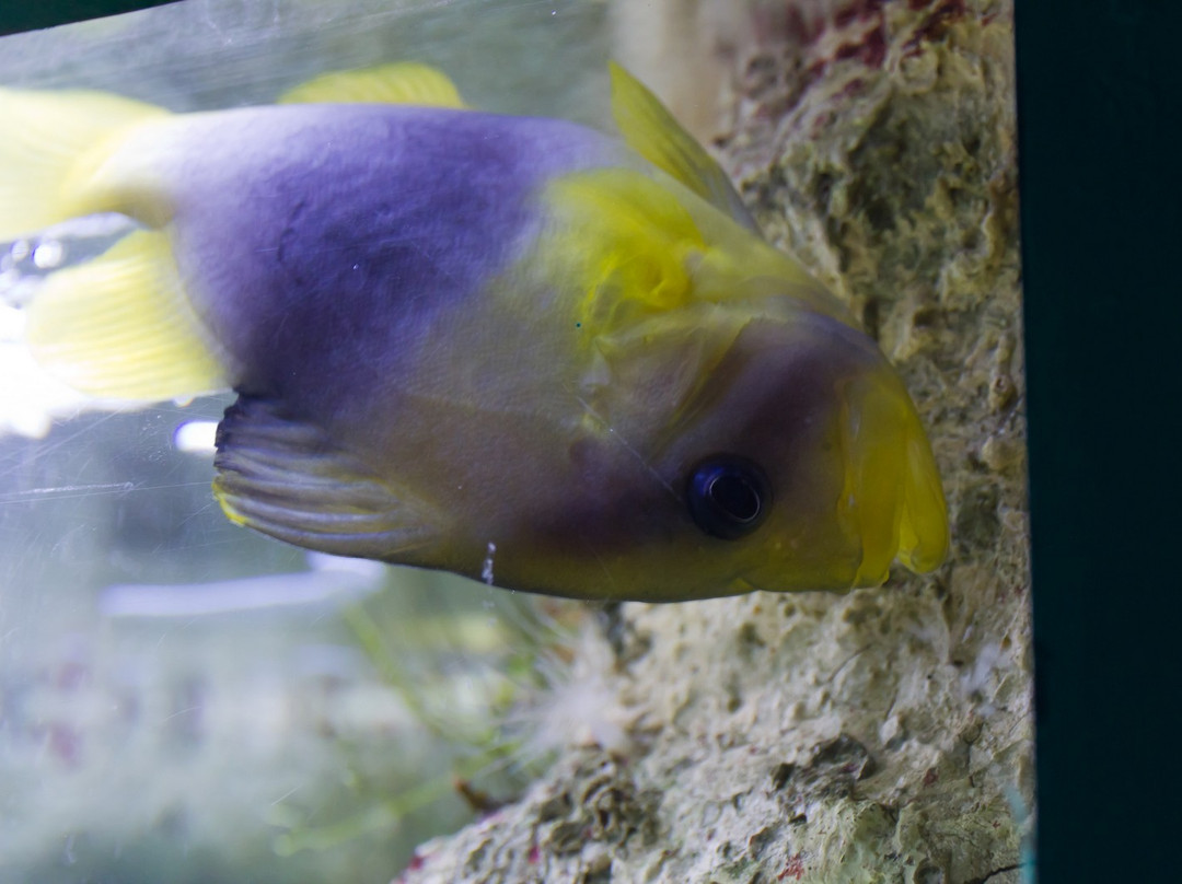 SEA LIFE Sunshine Coast景点图片