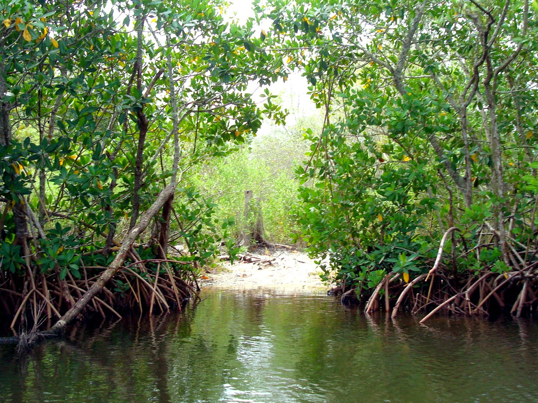 Siesta Key Bike and Kayak-西耶斯塔岛必去景点