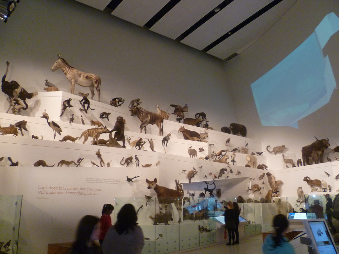墨尔本博物馆-墨尔本必去景点