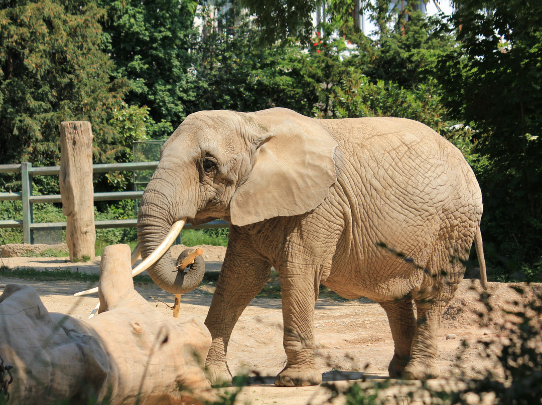 Zoo Basel-巴塞尔必去景点