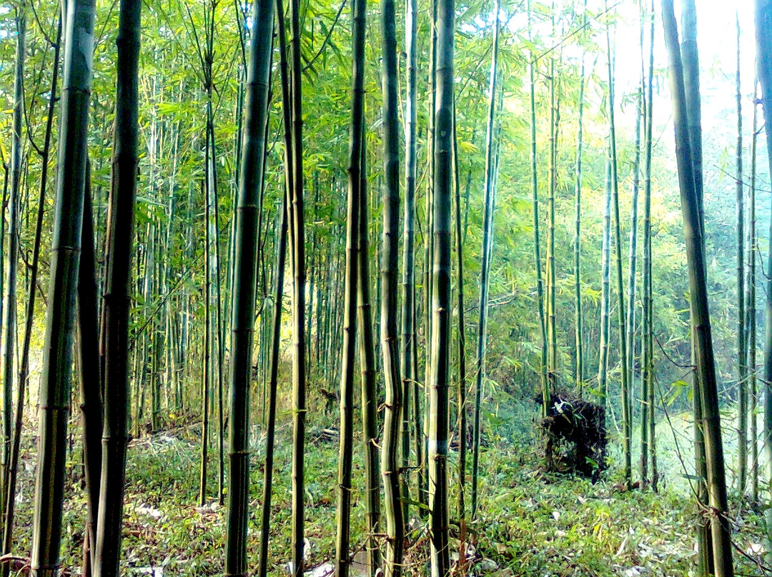 大屏障森林公园-东莞市必去景点