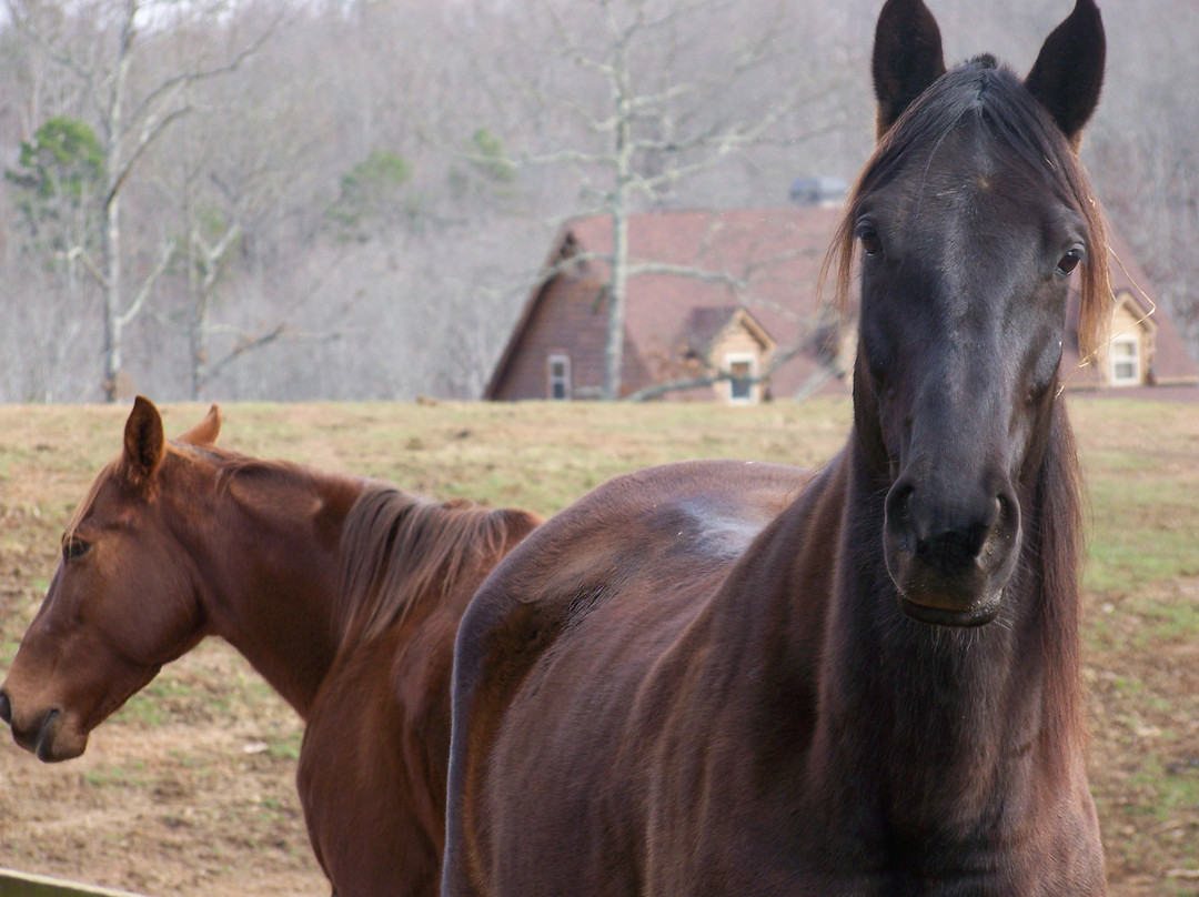 Blanche Manor Horseback Riding景点图片