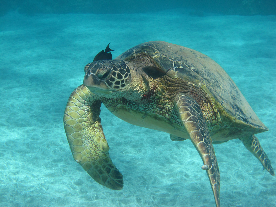 Alii Nui Sailing Charters-玛阿拉也亚必去景点