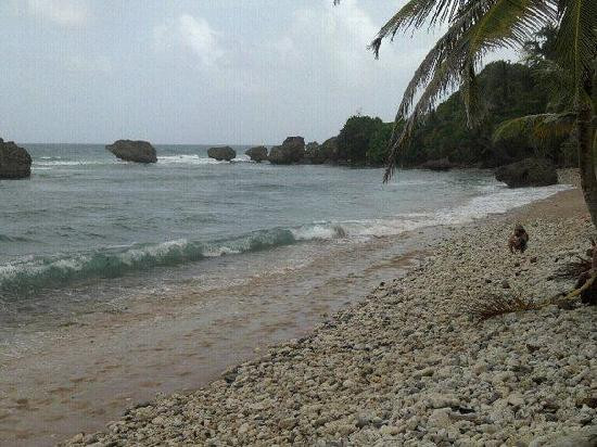 Bathsheba Beach-Bathsheba必去景点