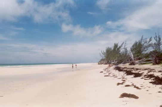 Grand Bahama Nature Tours-弗里波特必去景点