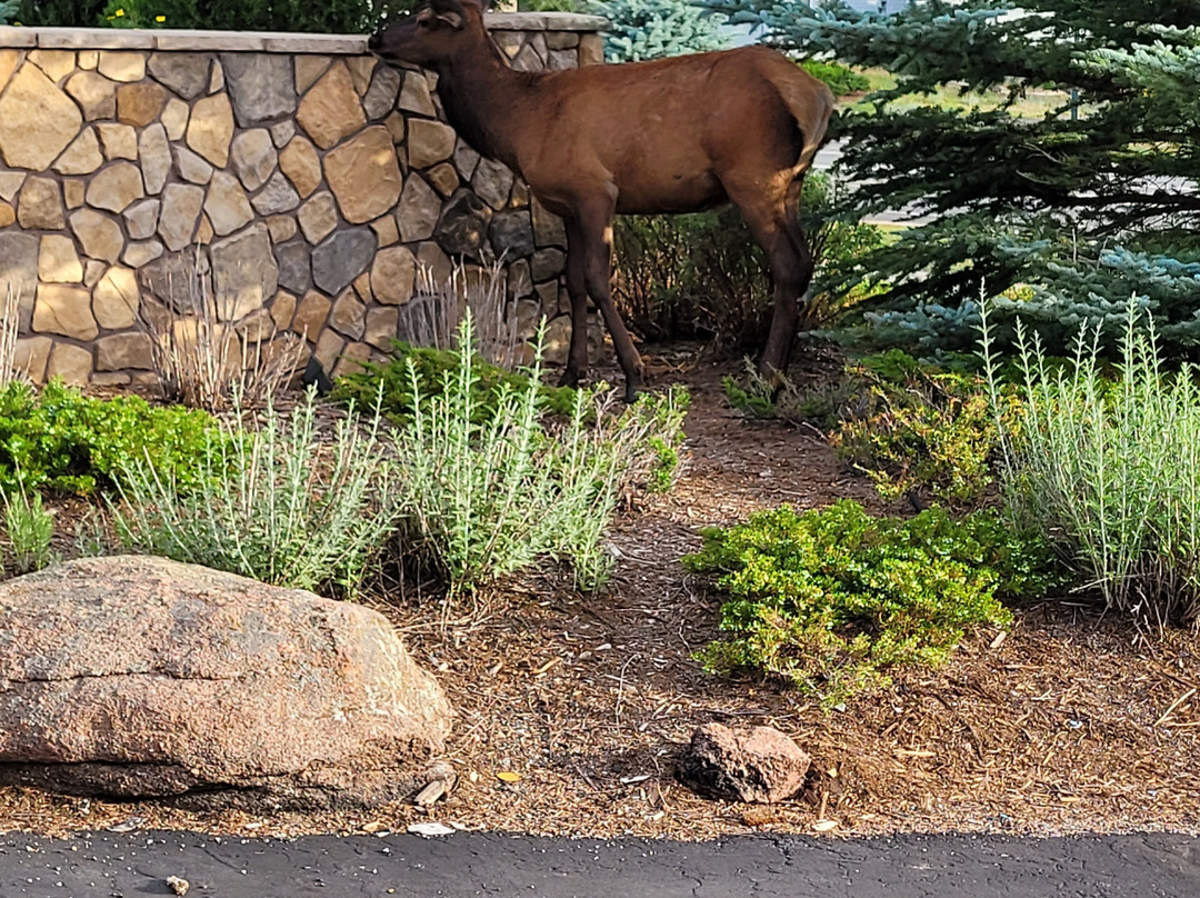 Quality Inn Estes Park主图