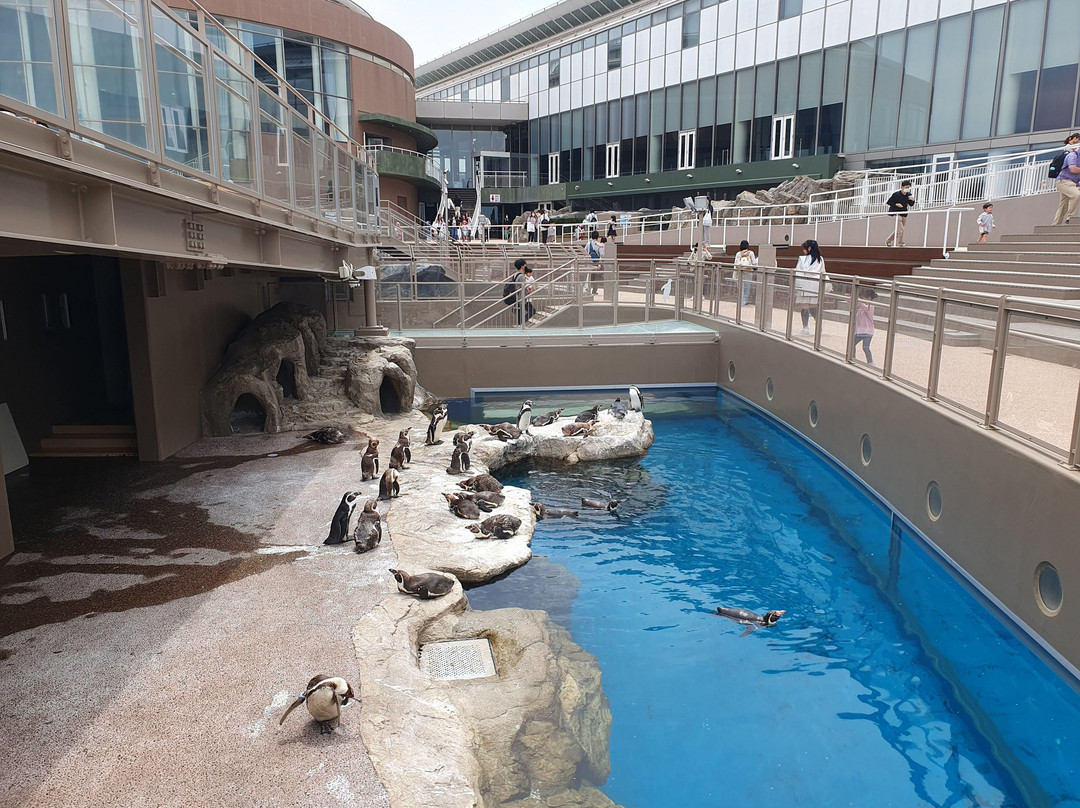Aqua World Ibaraki Prefectural Oarai Aquarium景点图片