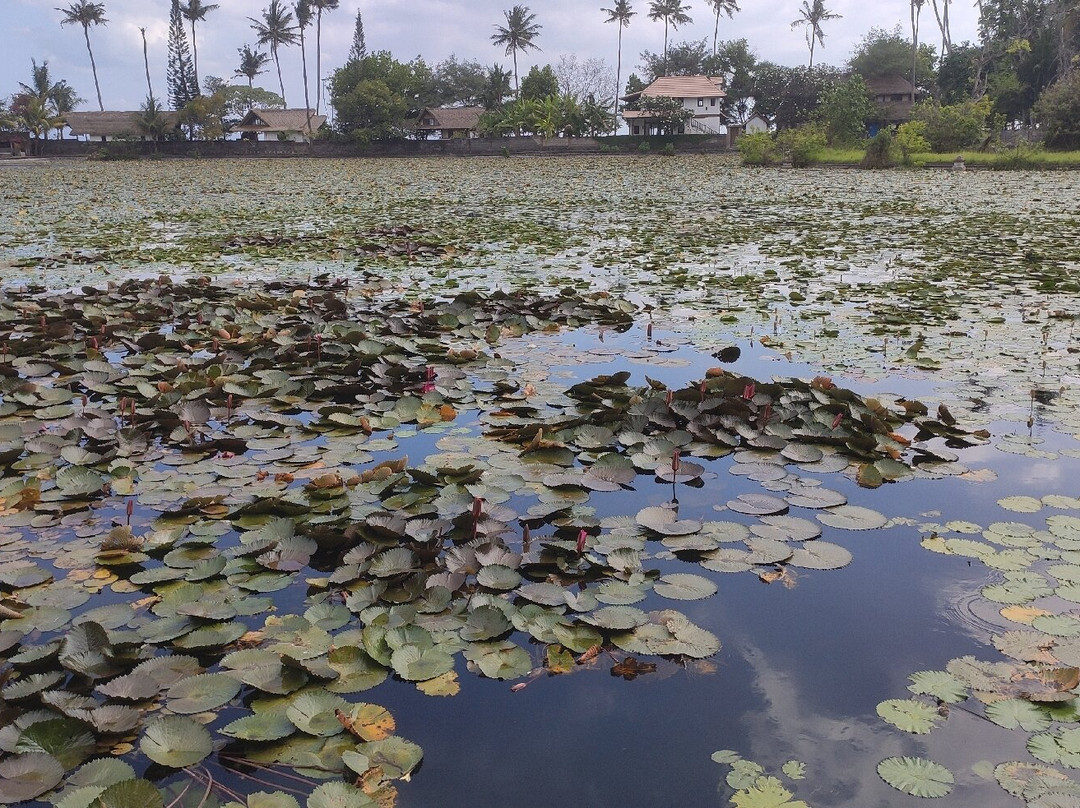 Lotus Lagoon景点图片