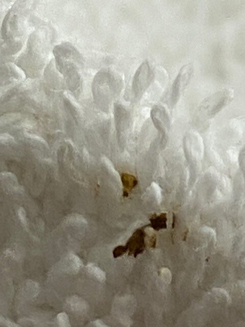 La Quinta Inn & Suites by Wyndham Alamo - McAllen East主图