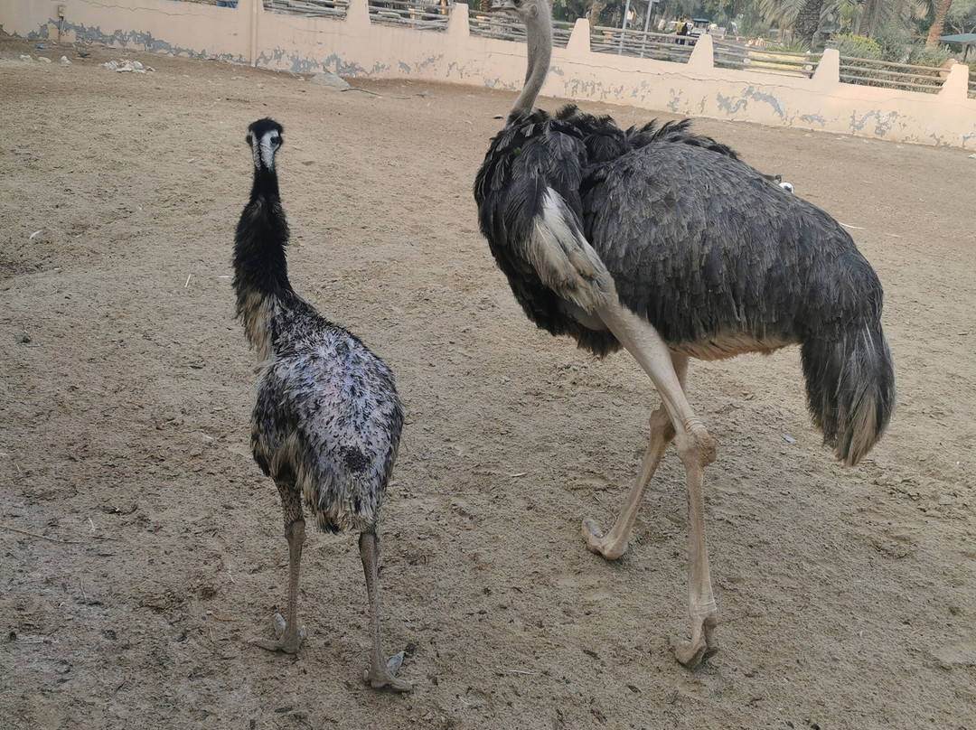 Al Areen Wildlife Park & Reserve-Zallaq必去景点