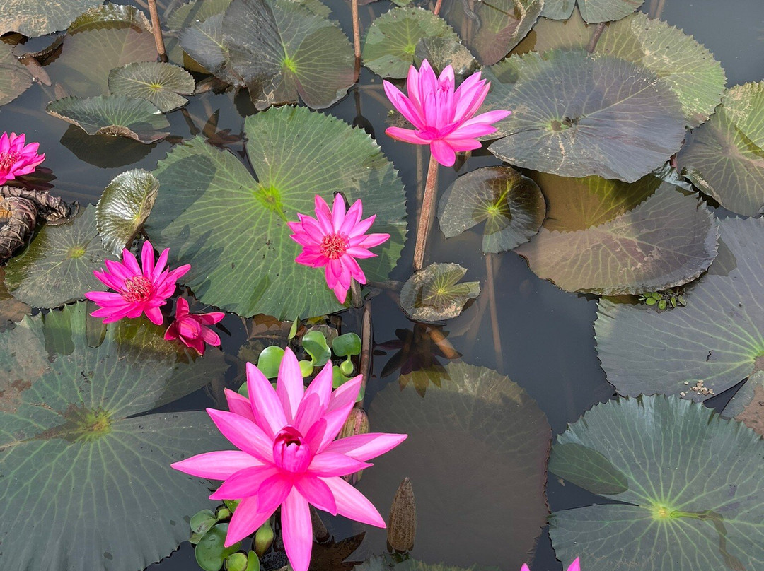 Canoe Kerala景点图片