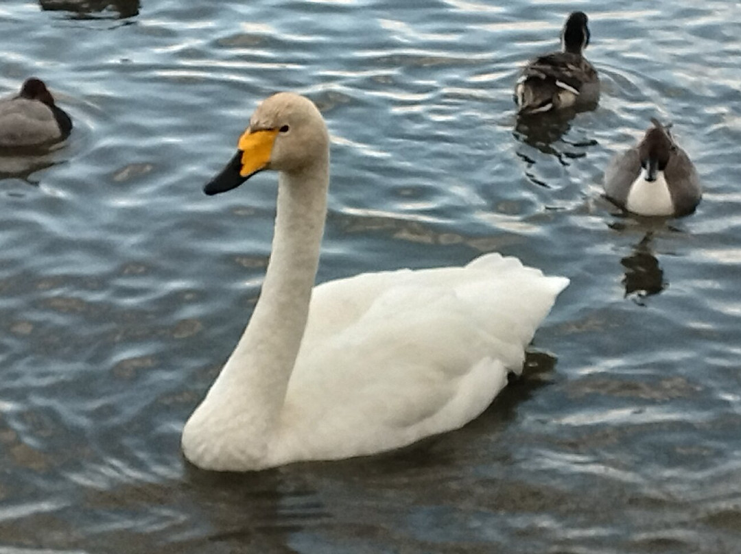 Hyokosuikin Park-阿贺野市必去景点