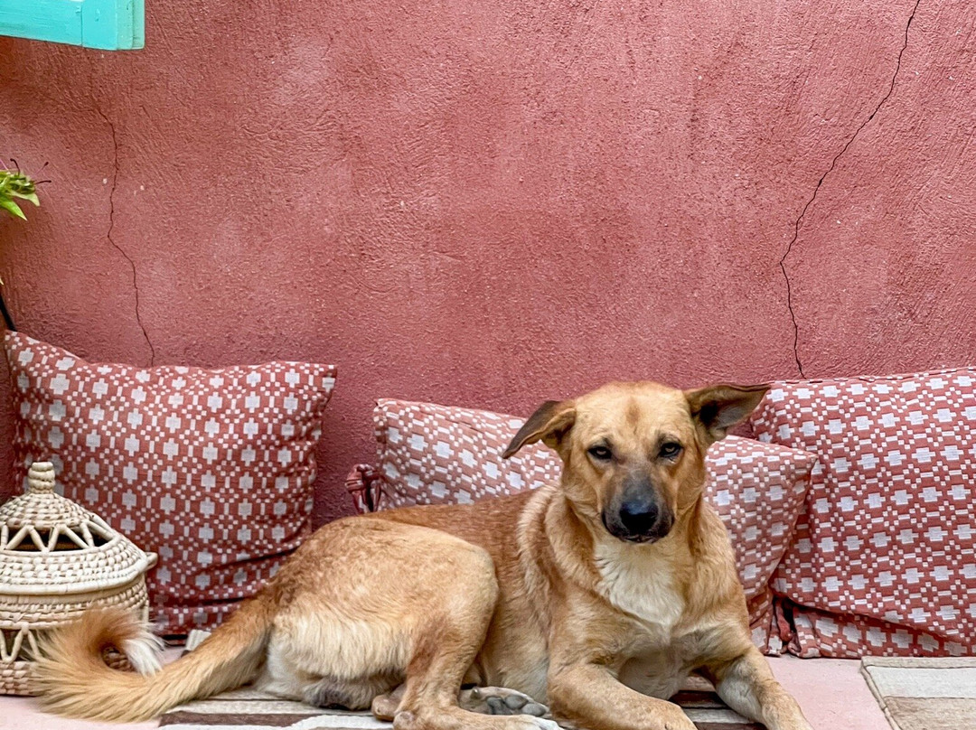 To A Skylark-Tunis必去景点