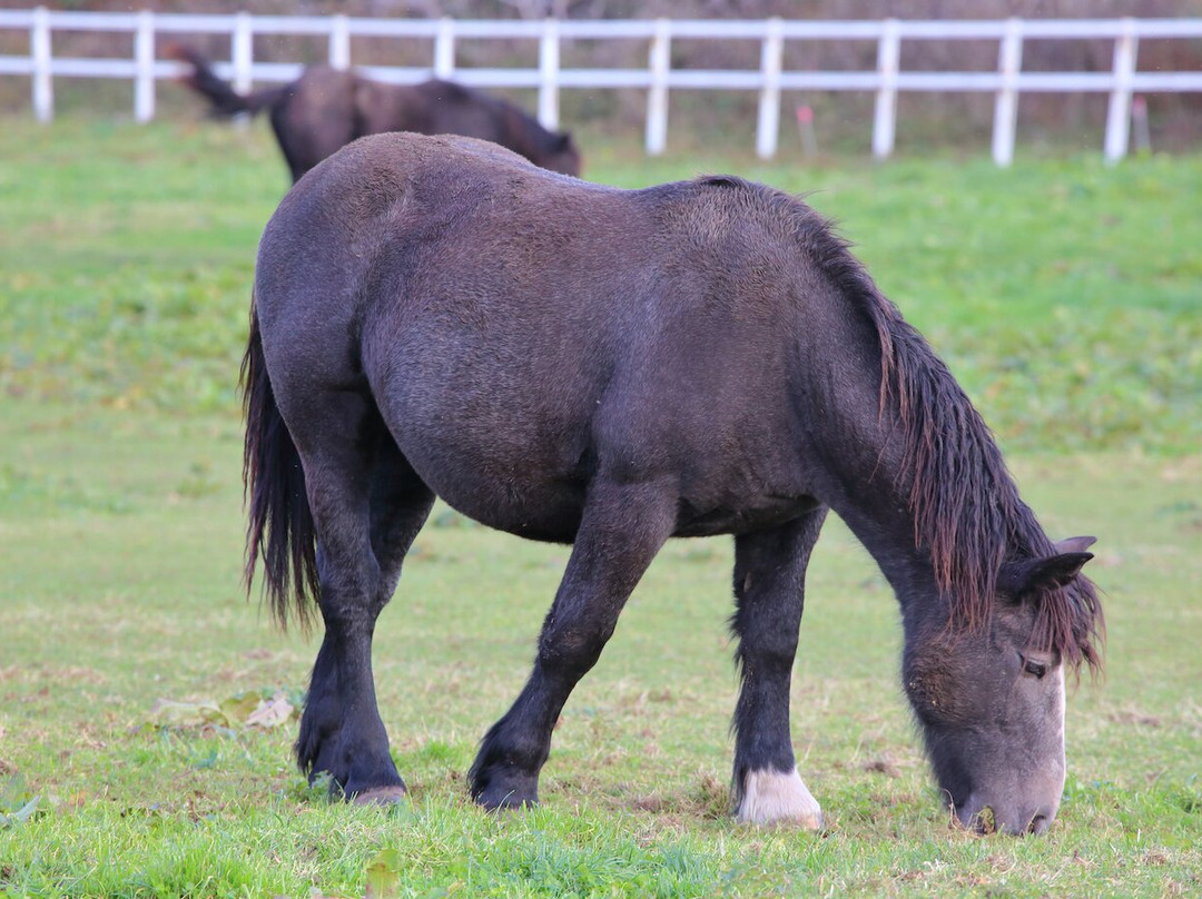 Kandachi Horses and Their Habitats景点图片