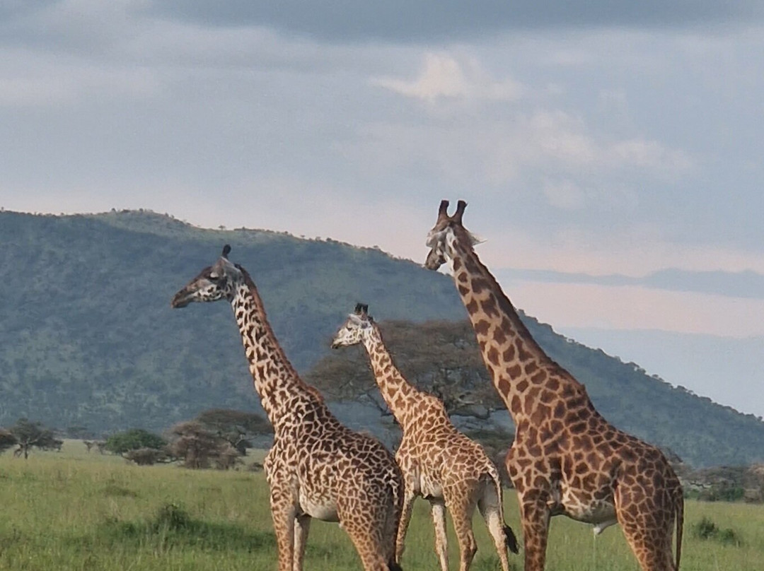Volcano Tanzania Adventures-阿鲁沙必去景点