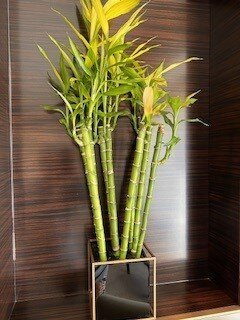 芝加哥半岛酒店主图