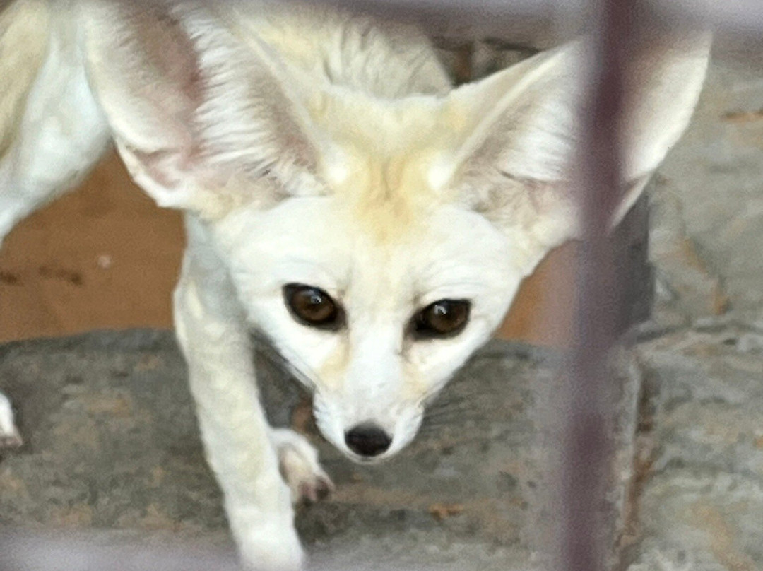 UAE Pygmy Zoo-阿治曼必去景点