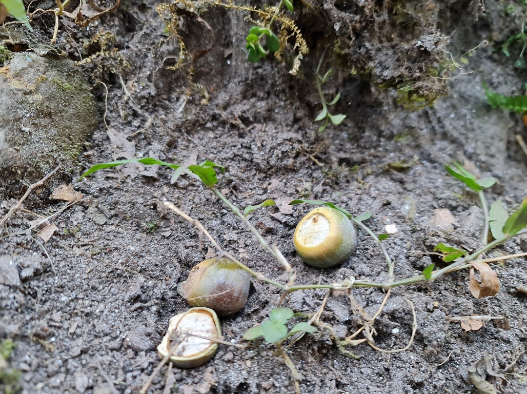 Langtang Valley-Langtang National Park必去景点