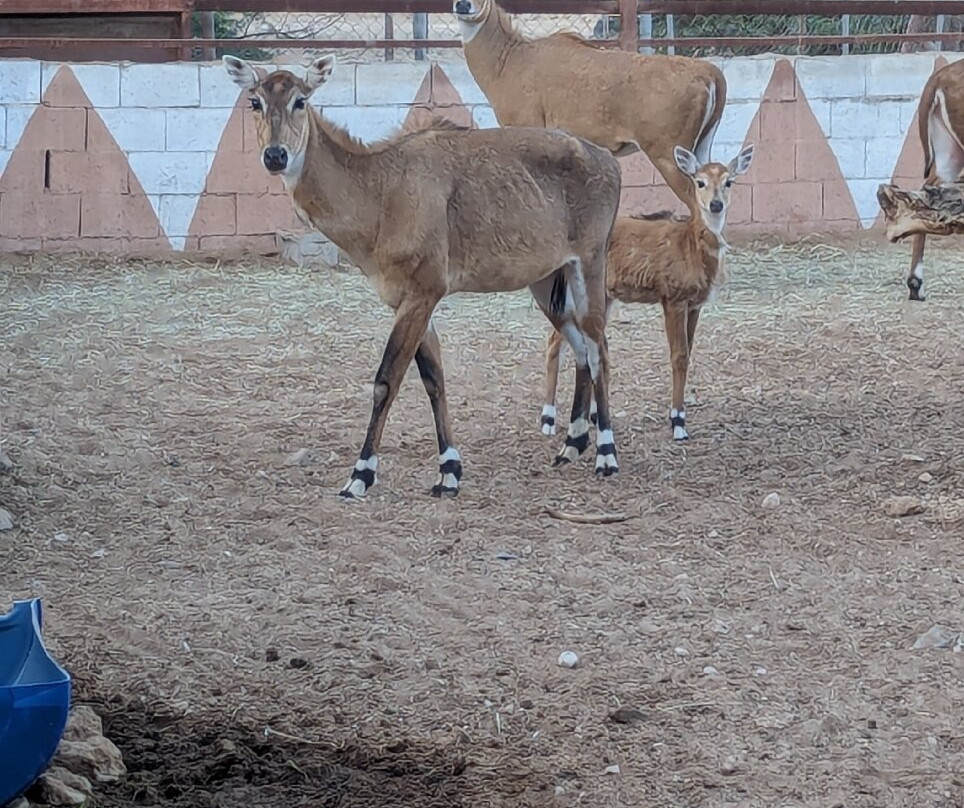 Al Dosari Zoo and Game Reserve景点图片