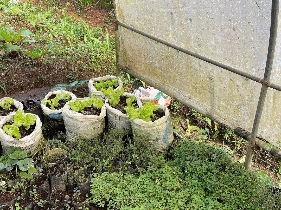 Ramya Horticulture Strawberry Farm景点图片