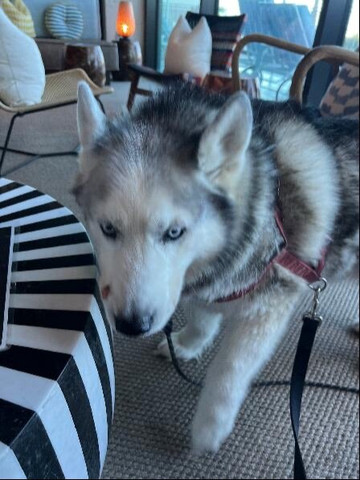 维吉尼亚海滩海滨 Moxy 酒店主图