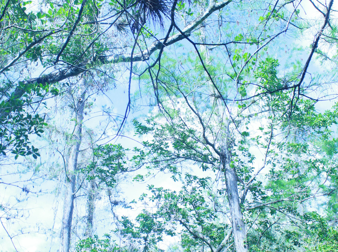 Fern Forest Nature Center-Coconut Creek必去景点