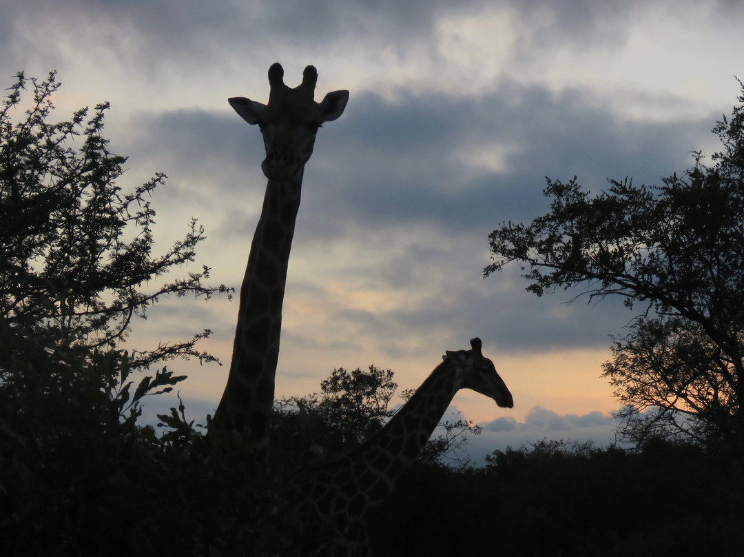 Little Africa Safari Lodge主图