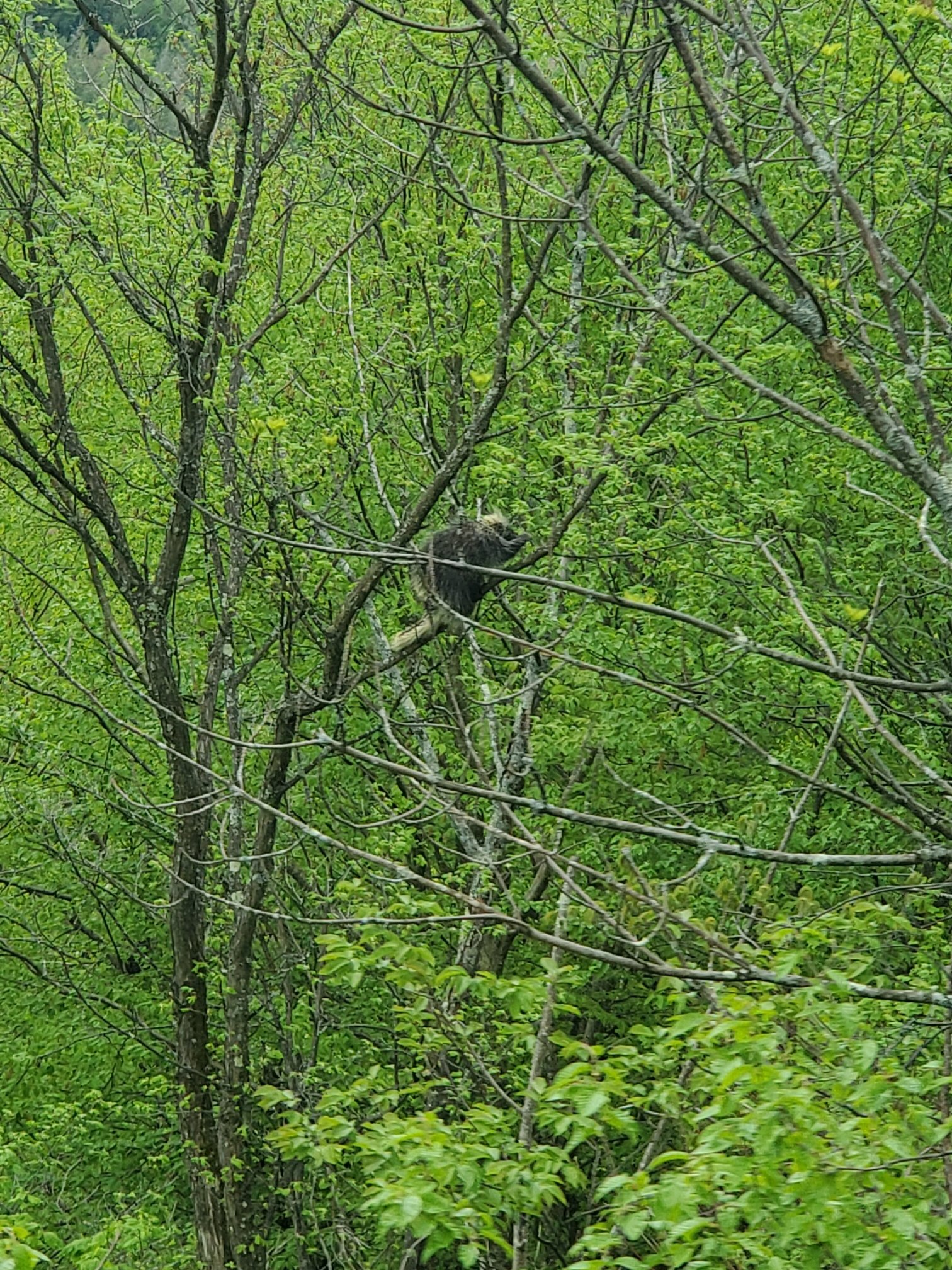 Kaatskill Mountain Club-浴室