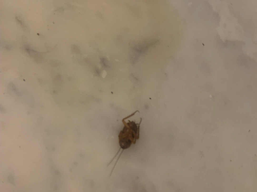 Orange Megastructure LLP主图