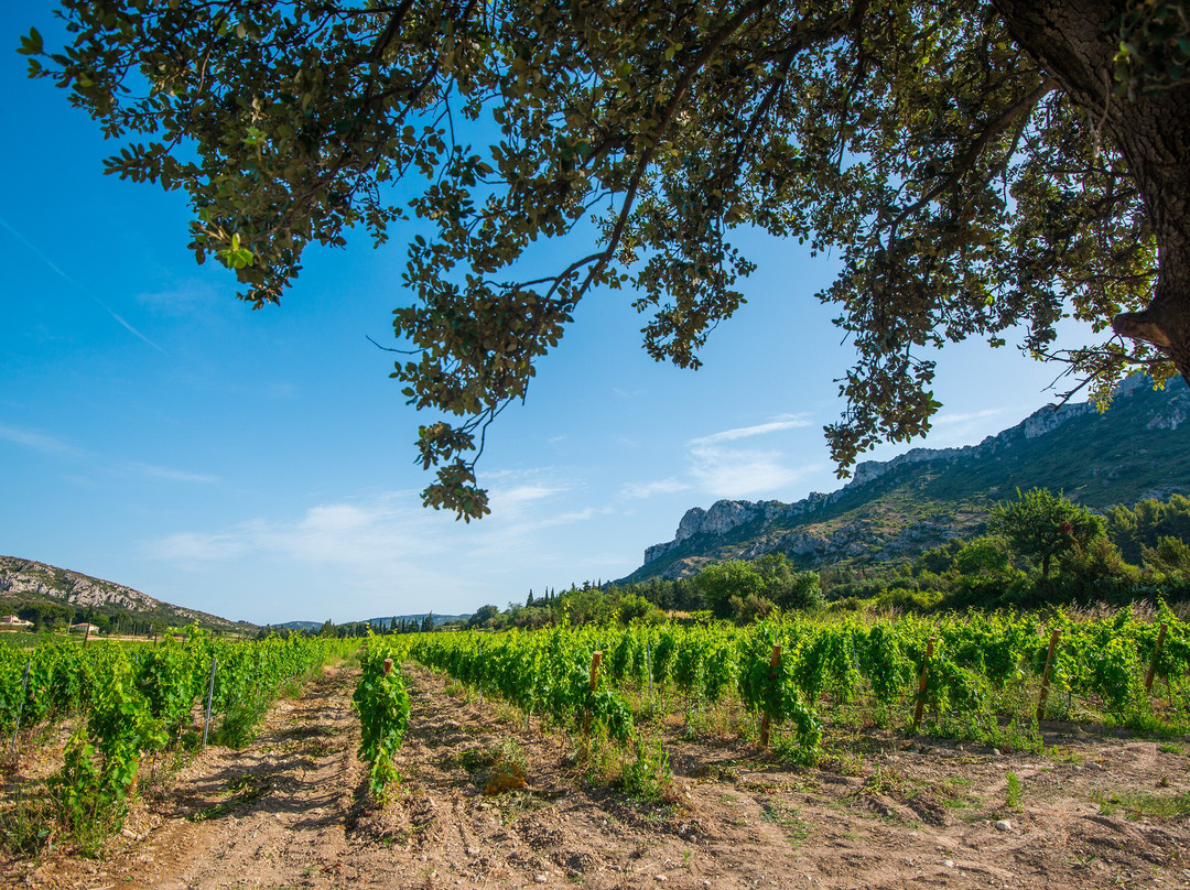 Domaine Oddo Vallon Des Glauges景点图片