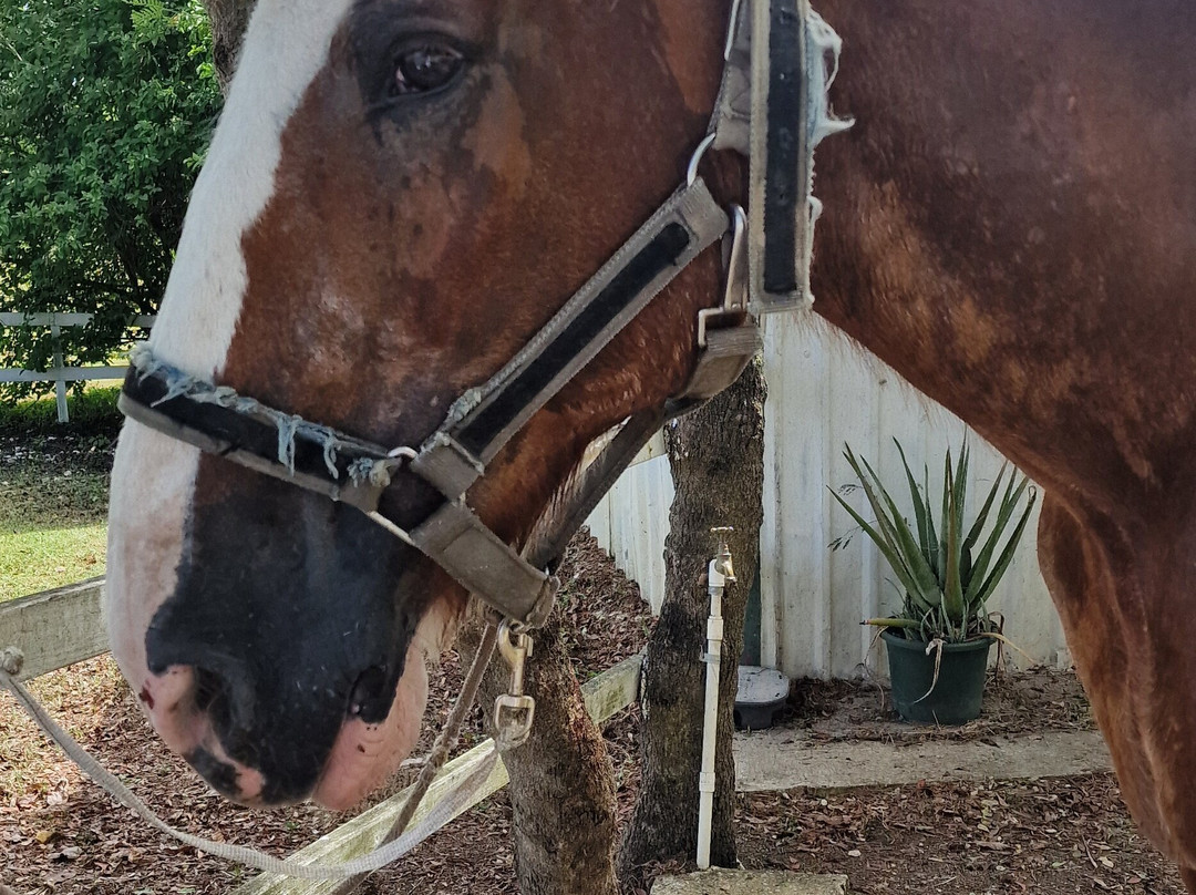 Codrington Riding Stables-Waterford必去景点