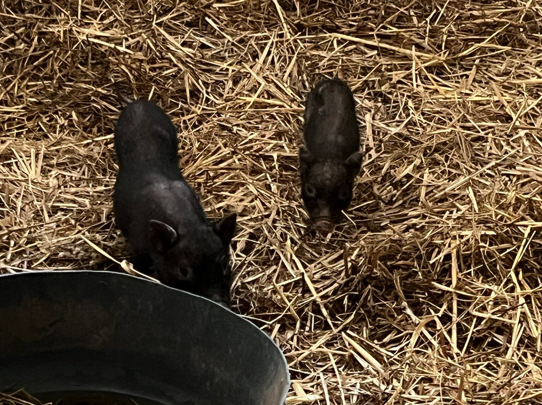 Il Piccolo Ranch-San Cataldo必去景点