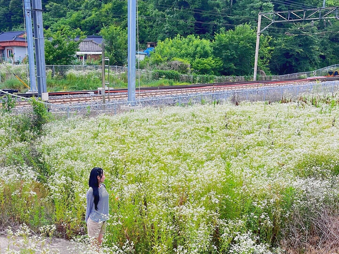 Gangwon State University景点图片