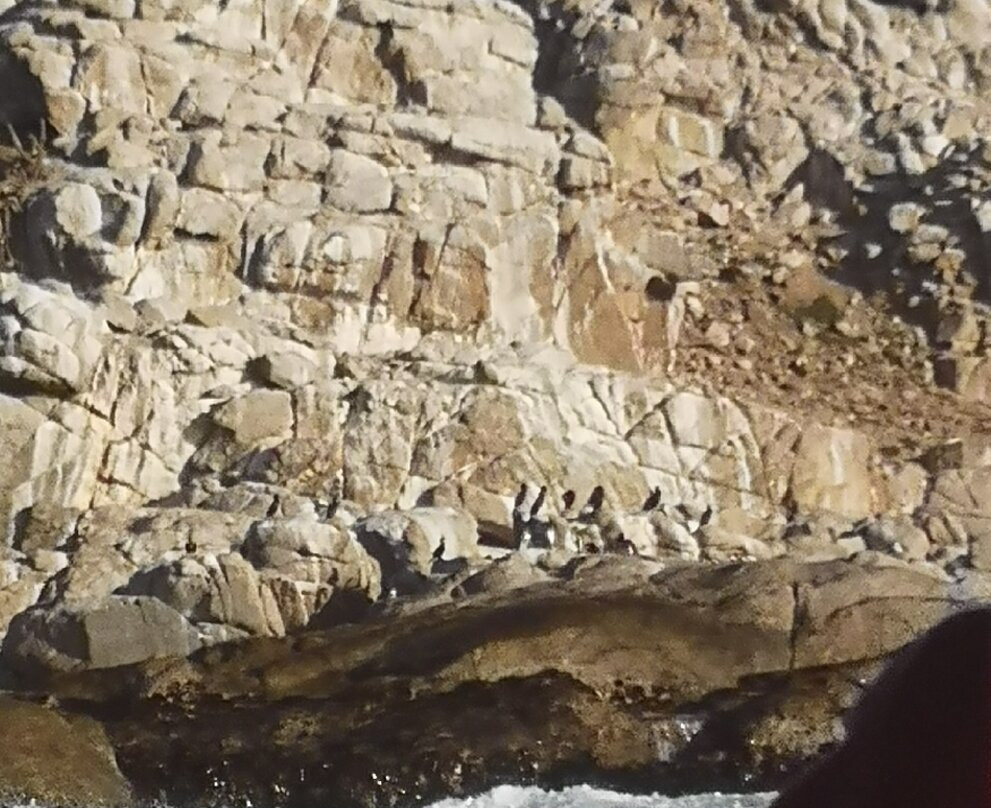 Penguin Island景点图片