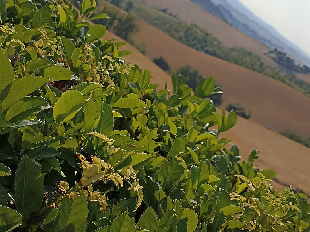 Pieve a Salti