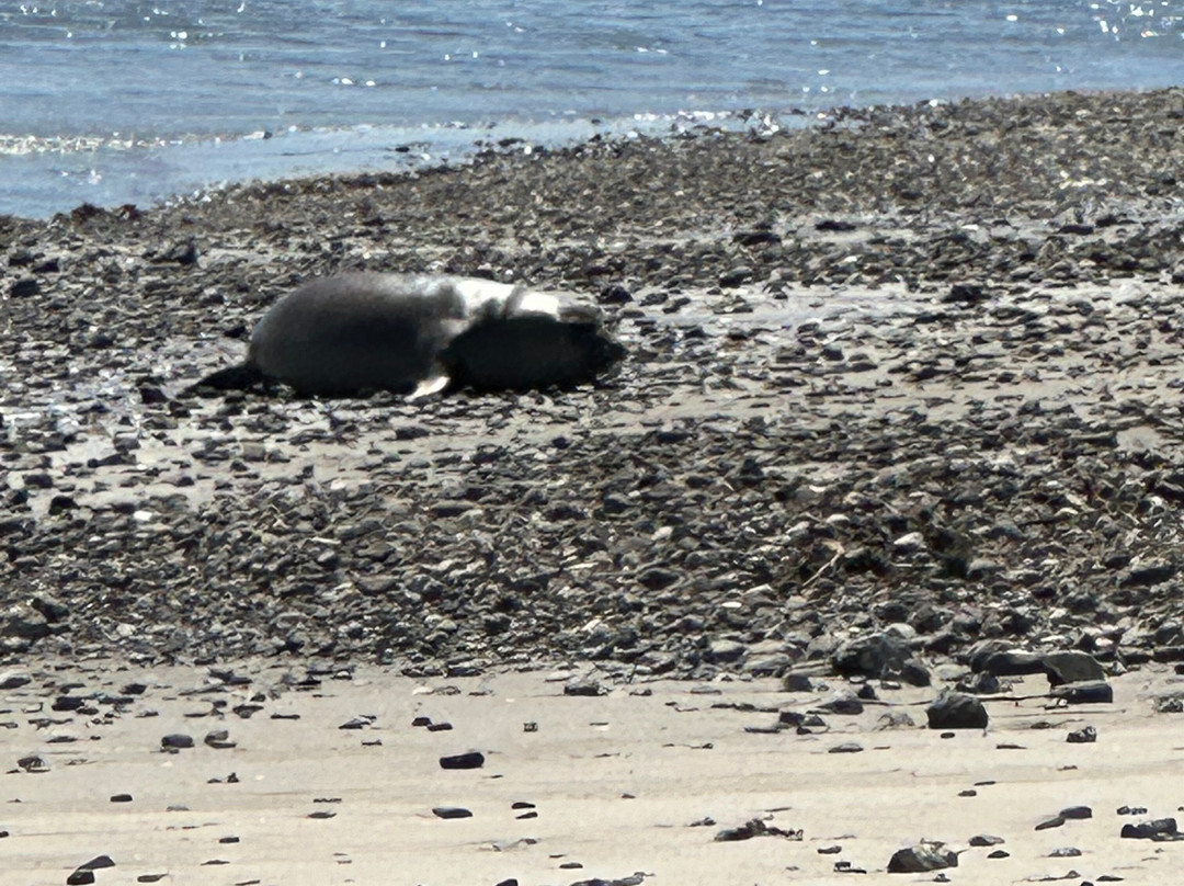 Año Nuevo State Reserve-佩斯卡德罗必去景点