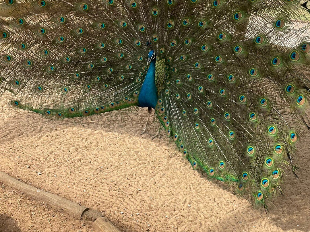 Mini Fazenda Pet Zoo-Cotia必去景点