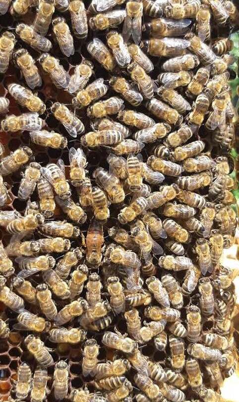 Beekeeping Experience-Kyparissia必去景点