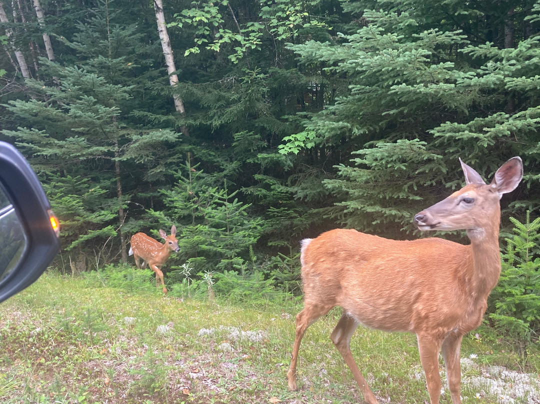 Parc National Du Mont-Tremblant景点图片