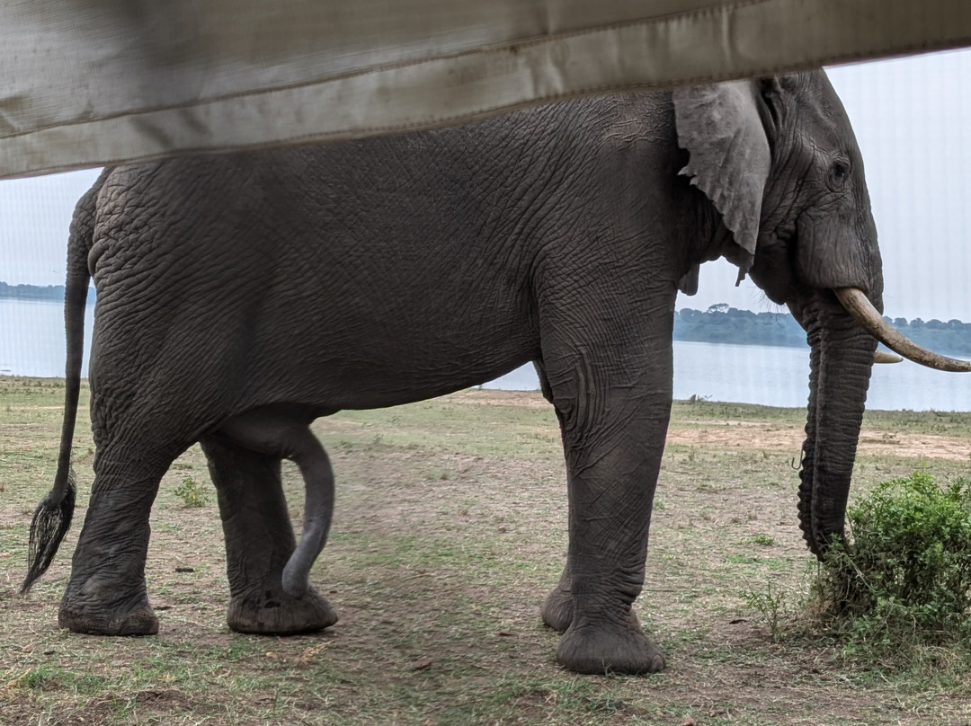 Honey Bear Bush Camp-Katunguru必去景点