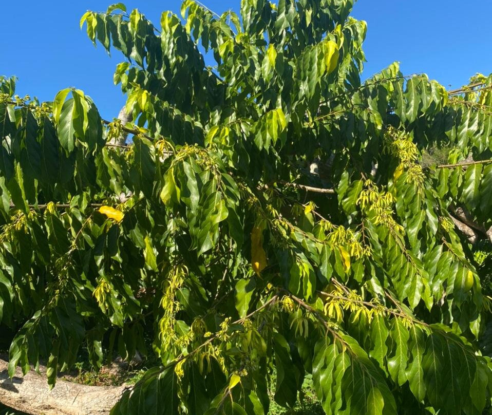 Parfum d’Ylang-Andranobe必去景点