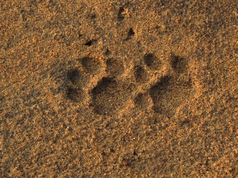 Yala Safari Team-蒂瑟默哈拉默必去景点