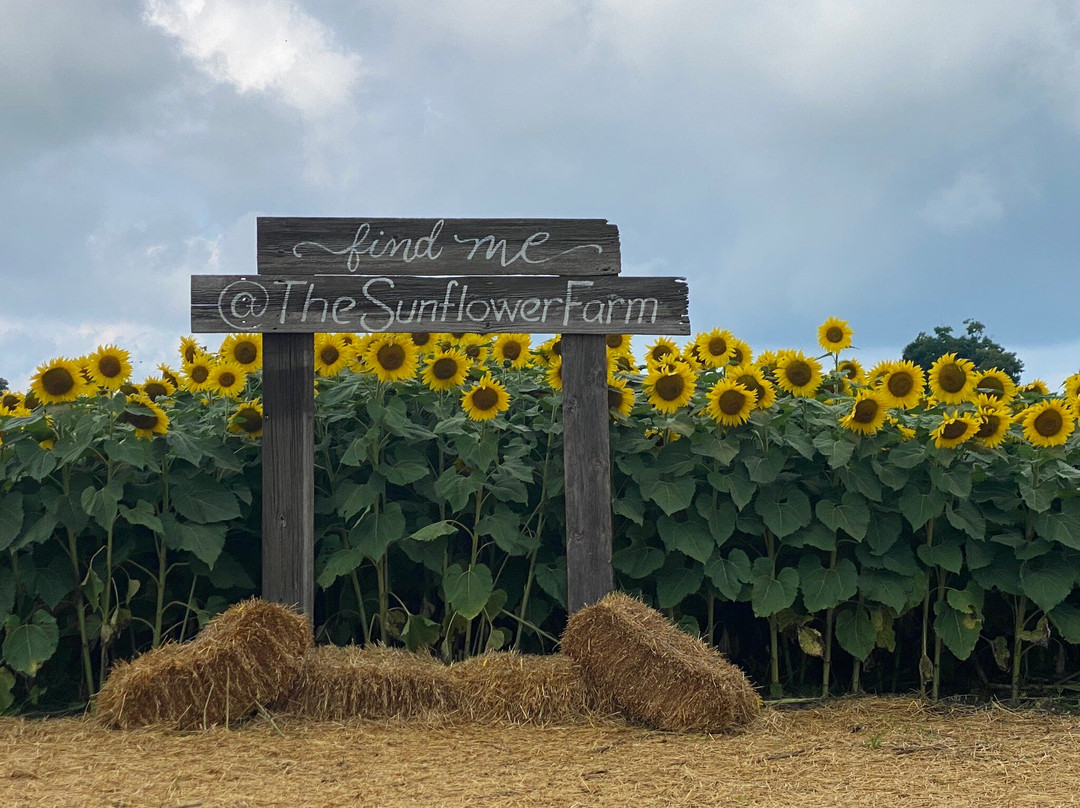 The Sunflower Farm景点图片